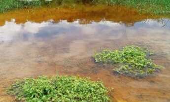 Imagem: Excelente Fazenda Próximo a Mundo Novo