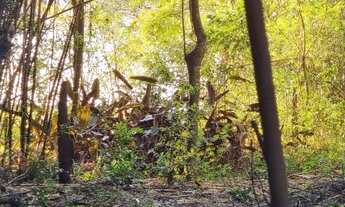 Imagem 6: Sítio dos sonhos, 2,5 hectares com fundos para lagoa em Águas Claras