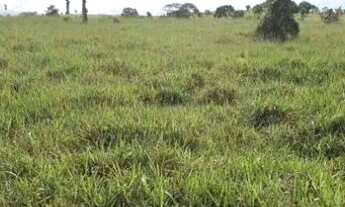 Imagem 4: Aluguel de pasto