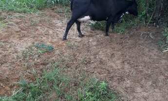 Imagem 6: Fazenda 3.5 Alqueires Municipio Jaragua