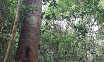 Imagem: Terreno documentado com floresta e igarapé