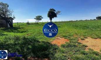 Imagem 4: Fazenda à Venda em Cezarina 20 Alqueires Produtivos, Próxima a Goiânia