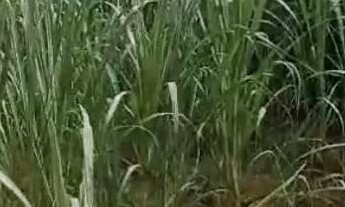 Imagem 4: Sitio 50.000 M²...25 minutos Major Prates/Permuta por imóvel Urbano!!