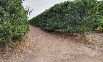 Imagem 7: 120 mil pés de café mecanizaveis ,toda infraestrutura