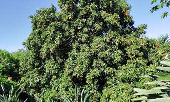 Imagem 4: Chácara de 10.000,00 m2 com nascente dentro do perímetro urbano em Ibiporã