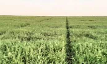 Imagem 3: Sítio a venda no município de Londrina