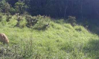 Imagem: 1 alqueires de terra