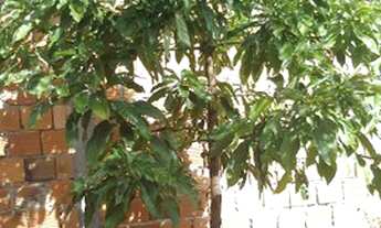 Imagem 5: Terreno em Camaçari atrás da fábrica oboticario