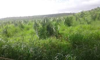 Imagem 7: FAZENDA NEGOCIO DE OPORTUNIDADE!!!