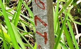 Imagem 3: Oportunidade: Esquina, Sobrado Top, Lote GRANDE