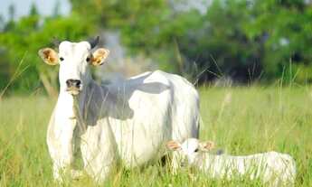 Imagem 4: Fazenda em Tocantins