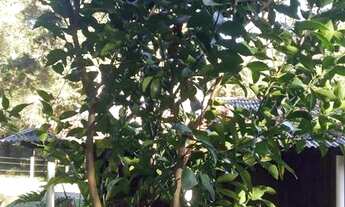 Imagem 5: Chácara 27.000m2 Troca, vende em Quitandinha