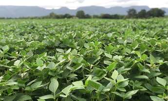 Imagem 3: Fazenda 1.400 hect em jangada MT. Reg barra do bugre 500hect em lavoura 38 milhões