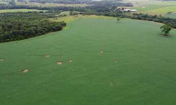 Imagem 6: Fazenda 42 alqueires Itaberaí Goiás