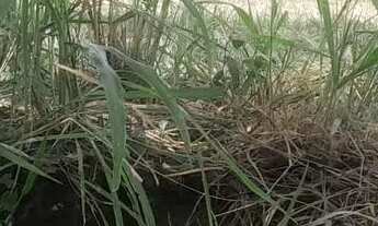 Imagem 4: Terreno em sítio novo mateus leme