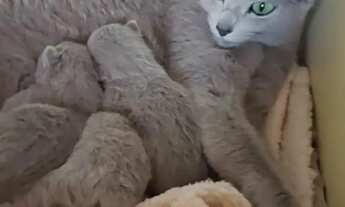 Imagem 2: Promoção de fim de Ano Gatinho Russian Blue