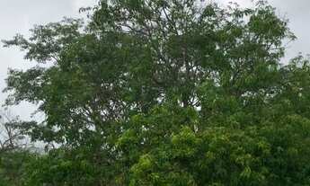 Imagem 3: VENDO CHÁCARA - 3.000 m² NO NOVO GAMA