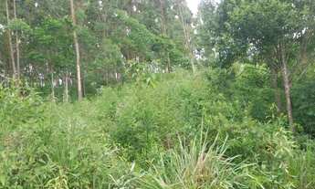 Imagem 4: Chácara com 2.000 metros no Morro Grande em Rolante