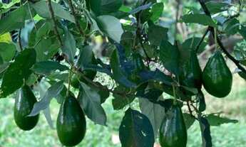 Imagem 4: Chácara em Valinhos