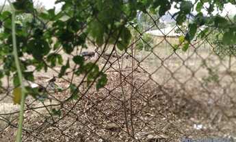 Imagem 4: TERRENO - PINHEIRINHO - SP