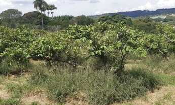 Imagem 5: SÍTIO - MACUCO - SP