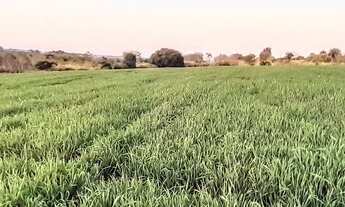 Imagem 4: Sítio a venda no município de Londrina