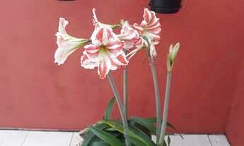 Imagem 5: Porto Alegre - Casa Padrão - Hípica Boulevard