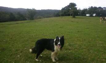 Imagem 5: Porto Alegre - Sítio - Lami