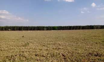 Imagem 7: Fazenda 97 Alqueires, Região de Botucatu-Sp