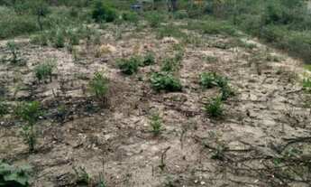 Imagem 3: Quemada velha na estrada de Cachoeira Grande