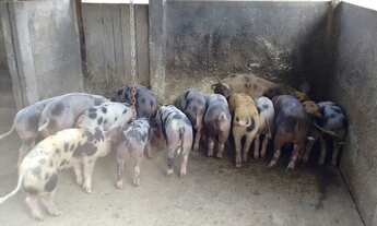 Imagem 3: Fazenda 3.5 Alqueires Municipio Jaragua