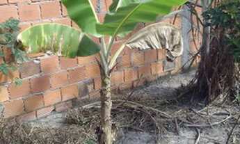 Imagem 3: Terreno em Camaçari atrás da fábrica oboticario