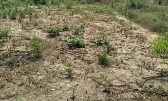 Imagem: Quemada velha na estrada de Cachoeira Grande