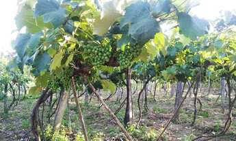 Imagem 2: Sítio com 3 dormitórios à venda, 40000 m² por R$ 750.000,00 - Bom Retiro - Porto Feliz/SP