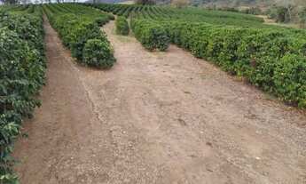 Imagem 6: 120 mil pés de café mecanizaveis ,toda infraestrutura