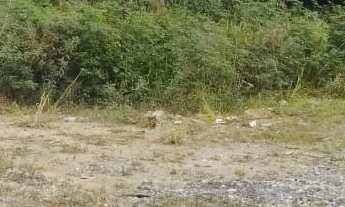 Imagem: Terreno em Vila Pirituba, São Paulo/SP