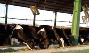 Imagem: Vendo uma fazenda em pentecoste