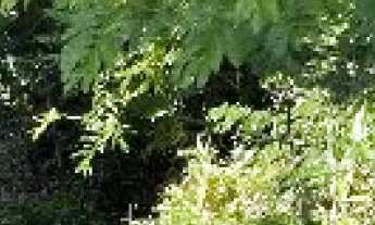 Imagem 2: Terreno à venda em GUARANI, Novo Hamburgo