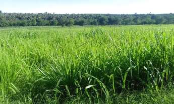 Imagem 7: Excelente propriedade com 306 hectares a 34 km de Cocos - BA