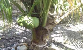 Imagem 4: Terreno em Camaçari atrás da fábrica oboticario