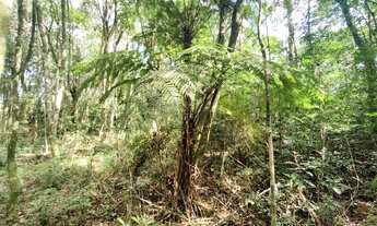 Imagem 5: Terreno na cidade de Morro Reuter-RS REF: 2303