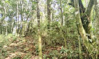 Imagem 4: Terreno na cidade de Morro Reuter-RS REF: 2303