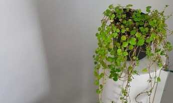 Imagem 4: APARTAMENTO - MOEMA ÍNDIOS - SP