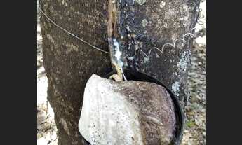 Imagem 3: Sitio 8,5 Alq. com 3000seringueira -2km de Buritama R$1.200.000