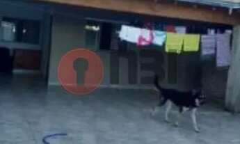 Imagem 7: SAO JOSE DO RIO PRETO - Residential / Home - RESIDENCIAL SÃO THOMAZ