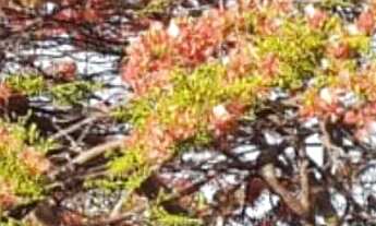 Imagem 5: Vende-se uma excelente fazenda de 226 hectares