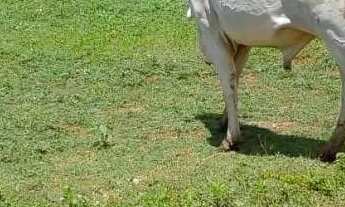 Imagem 5: Venda de excelente fazenda em Manga -MG