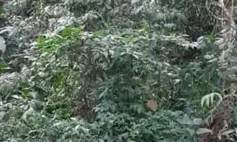 Imagem 2: Lote em Rua Marques - Quarta Divisão - Ribeirão Pires/SP