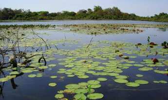 Imagem 6: Fazenda a venda margem ao Rio São Francisco 22 alqueires