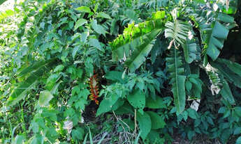 Imagem 2: Chácara de 10.000,00 m2 com nascente dentro do perímetro urbano em Ibiporã